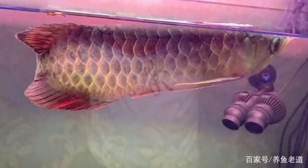龍魚死亡的原因是什么（龍魚死亡的原因包括水質不適宜、食物問題、疾病或寄生蟲感染）