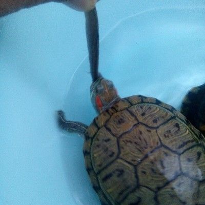 龍魚吃的蝦可以喂烏龜嗎：龍魚吃的蝦可以喂烏龜嗎龍魚吃的蝦可以喂烏龜嗎