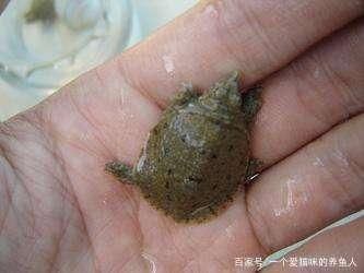 龍魚吃的蝦可以喂烏龜嗎：龍魚吃的蝦可以喂烏龜嗎龍魚吃的蝦可以喂烏龜嗎