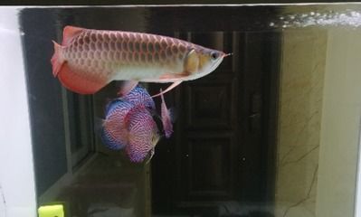 養龍魚需要準備什么藥水：養龍魚時需要準備什么藥水，養龍魚需要準備什么藥水