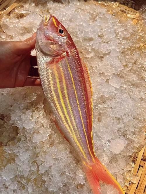 金絲魚圖片