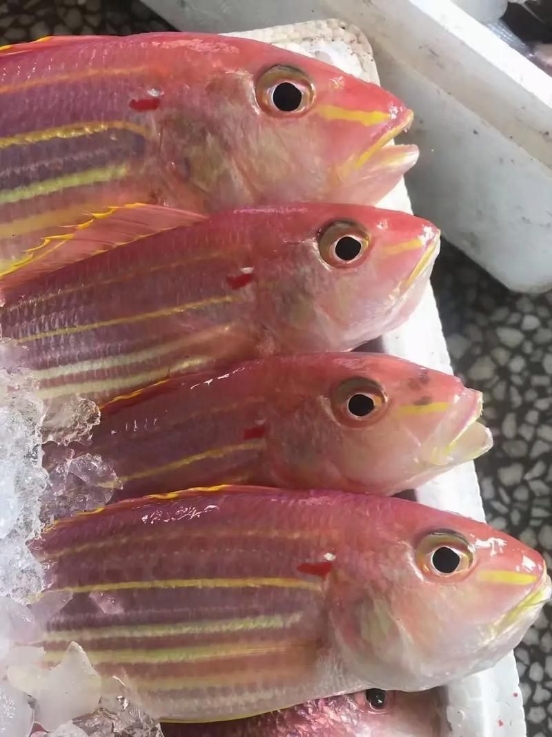 金絲魚圖片