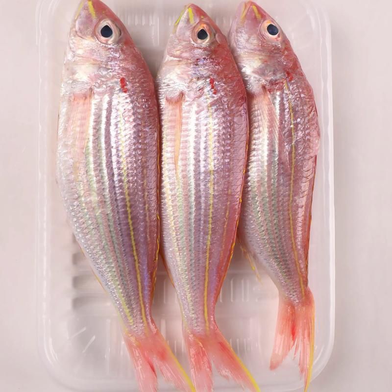 金絲魚圖片