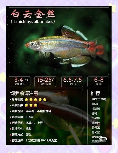 金絲魚圖片