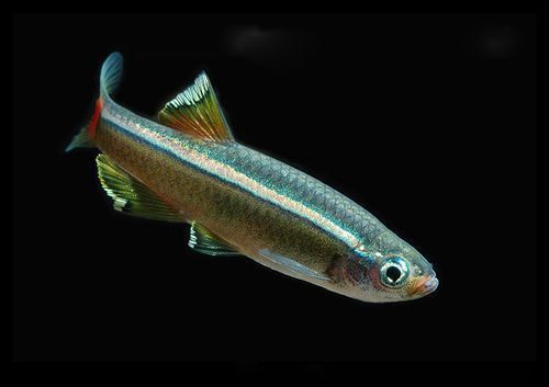 金絲魚圖片