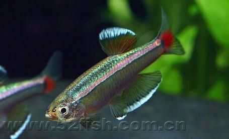 金絲魚圖片