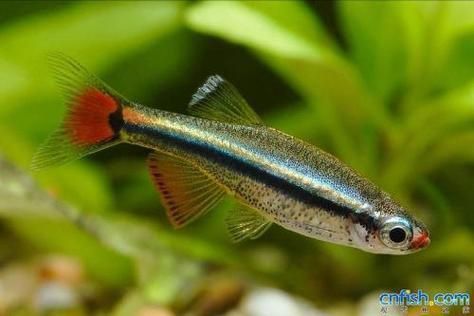 金絲魚圖片