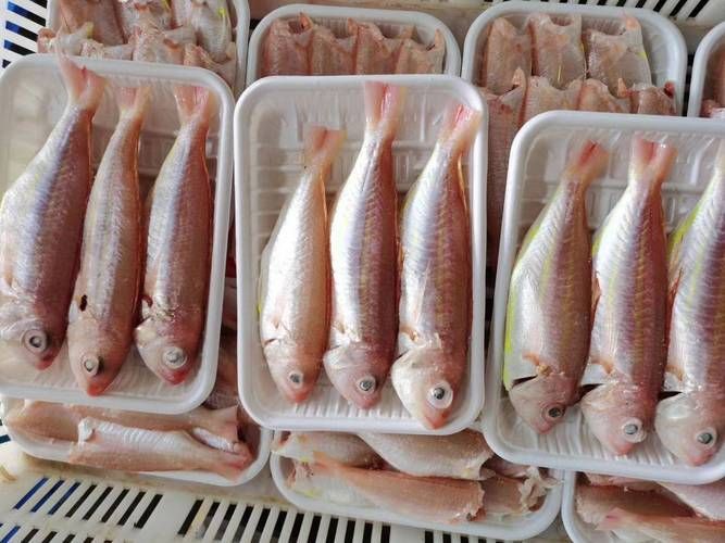 金絲魚圖片