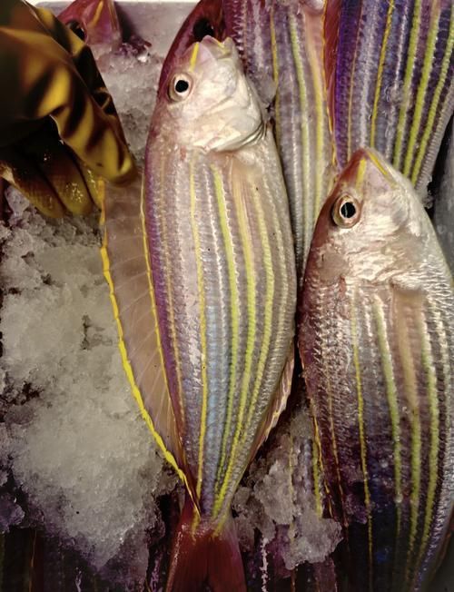金絲魚圖片