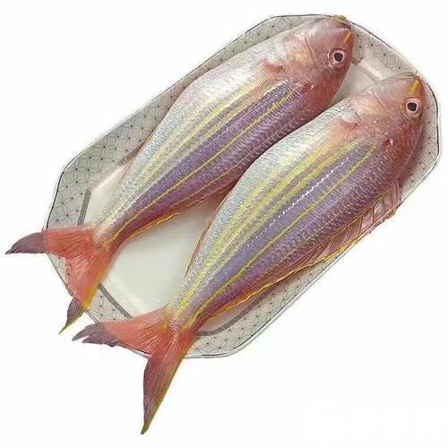 金絲魚圖片