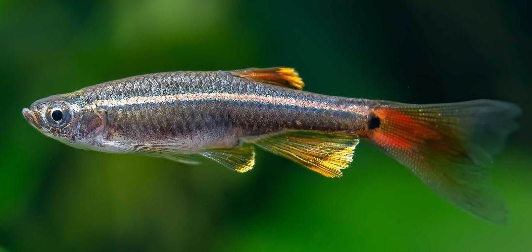 金絲魚圖片