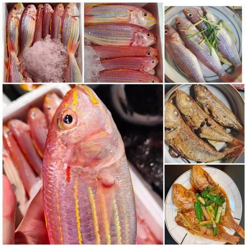 金絲魚圖片