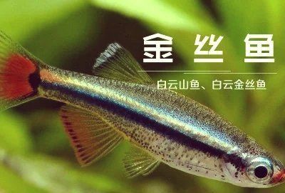 金絲魚圖片