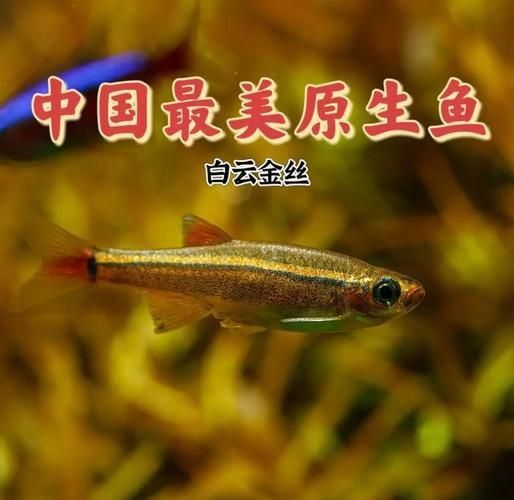 金絲魚圖片