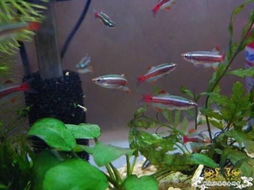 金絲魚圖片