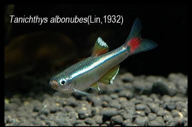 金絲魚圖片