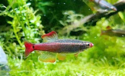 金絲魚圖片