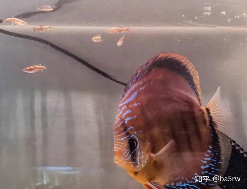 金絲魚圖片