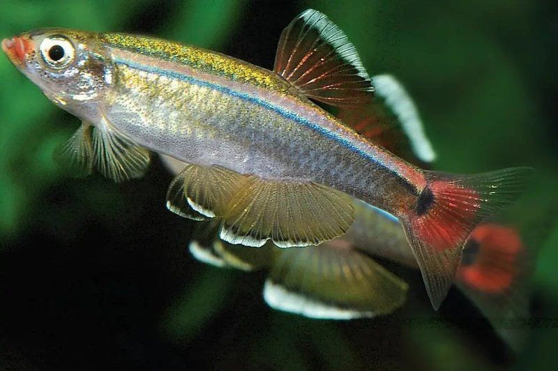金絲魚圖片