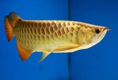 大高背金龍魚：關于大高背金龍魚的一些基本信息 大高背金龍魚：關于大高背金龍魚的一些基本信息 龍魚百科 第2張