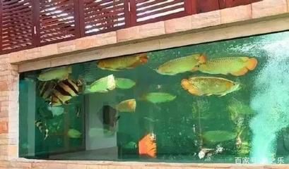 一條龍魚5條虎魚一起養會怎樣（一條龍魚配五條虎魚的混養方案）