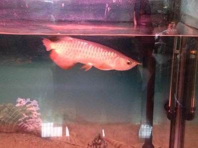 龍魚跳缸后需要換水嗎（龍魚跳缸后需要換水并且采取一系列措施幫助龍魚恢復健康）