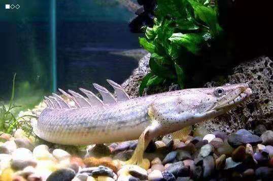 飼養龍魚 如何養出好的水呢？：飼養龍魚如何養出好的水