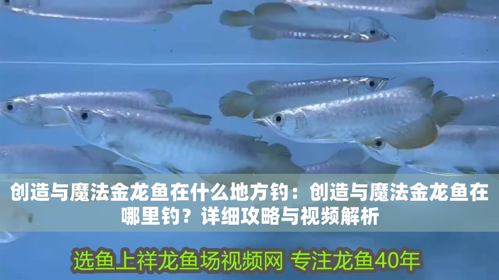 創(chuàng)造與魔法金龍魚在什么地方釣：創(chuàng)造與魔法金龍魚在哪里釣？詳細(xì)攻略與視頻解析