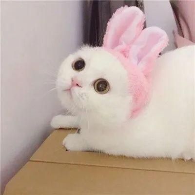 迷你招財(cái)貓情侶頭像
