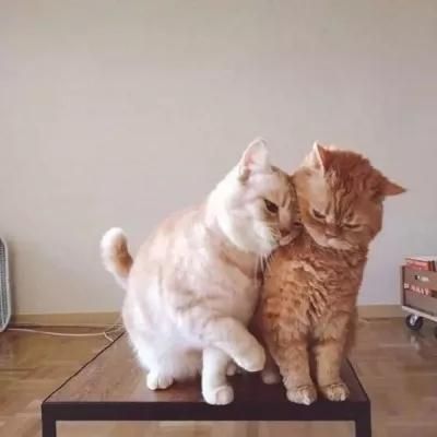 迷你招財(cái)貓情侶頭像