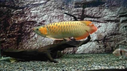 龍魚怎么樣過水不把袋子放進去養呢：龍魚過水的基本方法和注意事項 龍魚怎么樣過水不把袋子放進去養呢：龍魚過水的基本方法和注意事項 龍魚百科 第1張