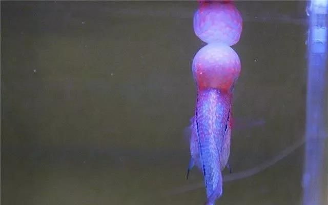 龍魚怎么預防內寄病毒感染呢：如何預防龍魚內寄病毒感染