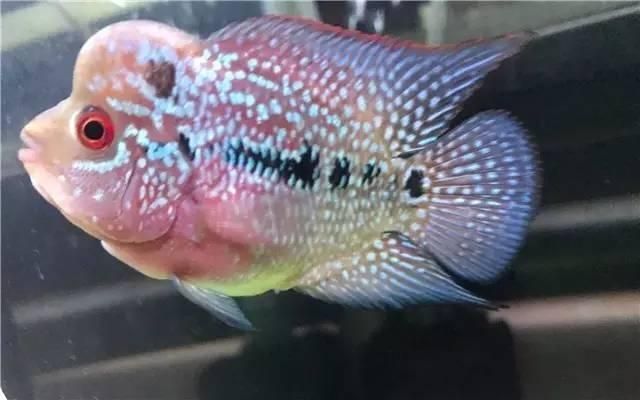 龍魚怎么預防內寄病毒感染呢：如何預防龍魚內寄病毒感染