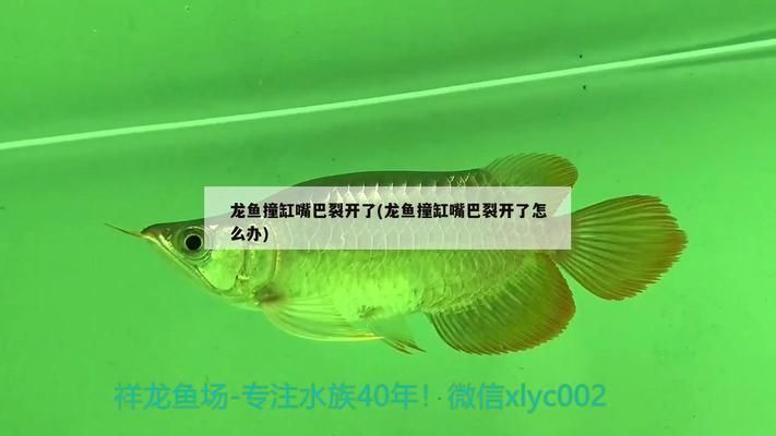 龍魚撞缸嘴巴受傷了：處理龍魚撞缸嘴巴受傷的一些詳細步驟和注意事項
