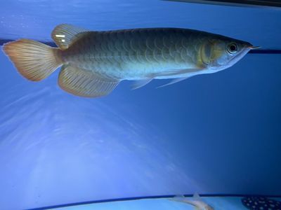 龍魚燈光譜：龍魚燈光色溫選擇指南,如何調節(jié)燈光增強龍魚金質 龍魚燈光譜：龍魚燈光色溫選擇指南,如何調節(jié)燈光增強龍魚金質 龍魚百科 第4張