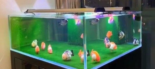 龍魚燈光譜：龍魚燈光色溫選擇指南,如何調節(jié)燈光增強龍魚金質 龍魚燈光譜：龍魚燈光色溫選擇指南,如何調節(jié)燈光增強龍魚金質 龍魚百科 第3張