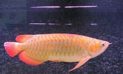 龍魚眼睛凹陷快速恢復方法：龍魚眼睛凹陷怎么辦