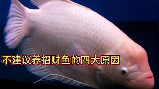 招財魚能和金龍魚混養嗎圖片欣賞