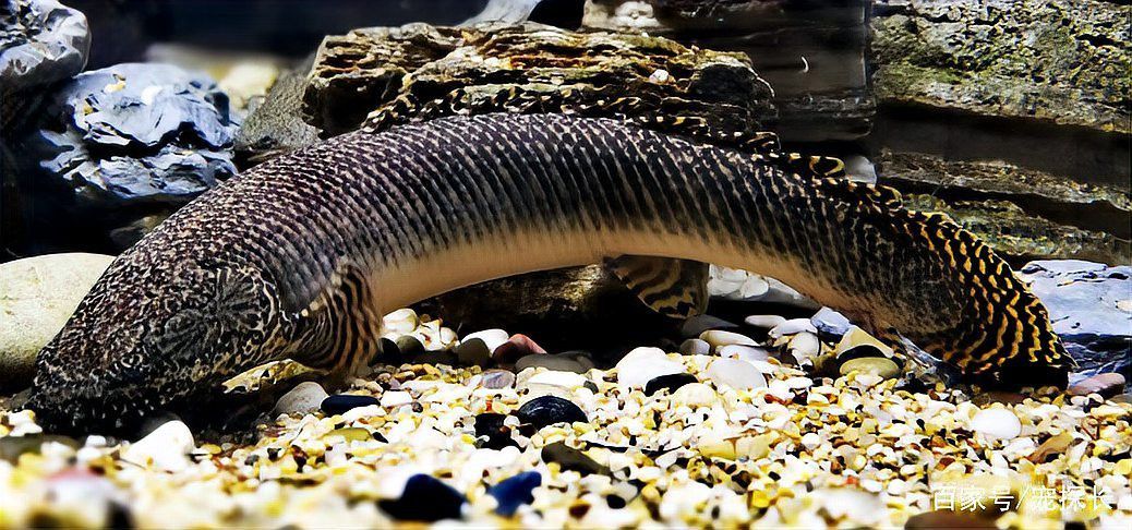 招財魚能和金龍魚混養嗎圖片欣賞