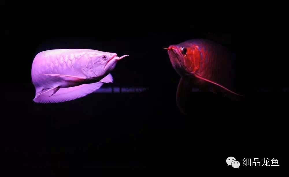 龍魚喂飼料會(huì)污染水質(zhì)嗎：龍魚喂食飼料會(huì)污染水質(zhì)嗎