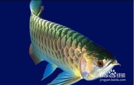 龍魚缸水質不好怎么處理方法