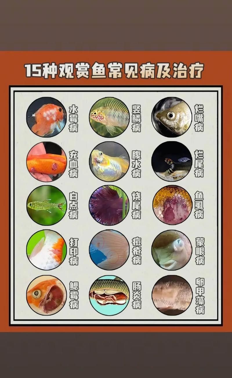 龍魚(yú)身上有小白點(diǎn)是什么原因呢圖片