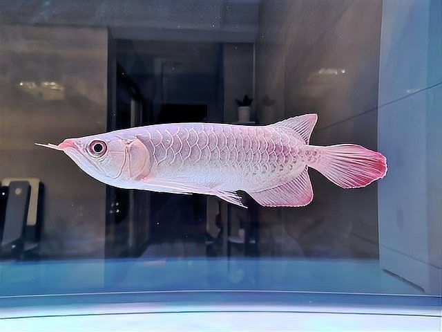 龍魚長什么樣龍魚會死
