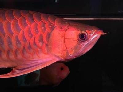 龍魚褪色是怎么造成的：龍魚褪色可能是由于水質問題引起的應激反應引起的應激反應 龍魚褪色是怎么造成的：龍魚褪色可能是由于水質問題引起的應激反應引起的應激反應 龍魚百科 第4張