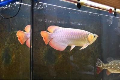 龍魚褪色是怎么造成的：龍魚褪色可能是由于水質問題引起的應激反應引起的應激反應 龍魚褪色是怎么造成的：龍魚褪色可能是由于水質問題引起的應激反應引起的應激反應 龍魚百科 第2張