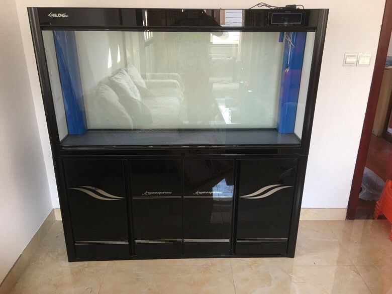 龍魚缸能養金魚嗎：龍魚缸可以養金魚嗎 龍魚缸能養金魚嗎：龍魚缸可以養金魚嗎 龍魚百科 第1張