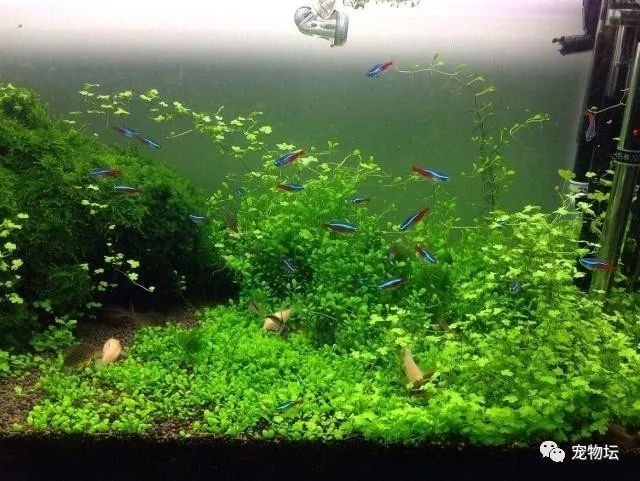 龍魚和錦鯉哪個更具有觀賞性？ 龍魚和錦鯉哪個更具有觀賞性？ 龍魚百科 第6張
