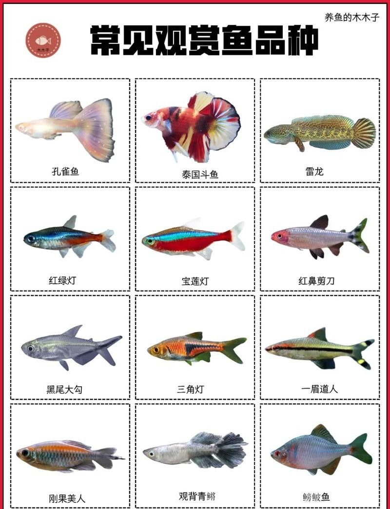 龍魚和錦鯉哪個更具有觀賞性？ 龍魚和錦鯉哪個更具有觀賞性？ 龍魚百科 第3張