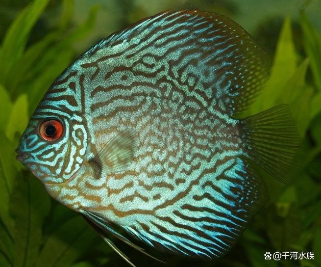 龍魚和錦鯉哪個更具有觀賞性？ 龍魚和錦鯉哪個更具有觀賞性？ 龍魚百科 第7張