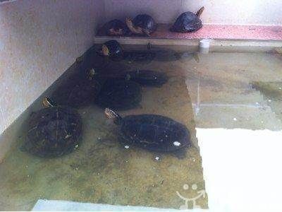 養龍魚為什么要配龜：龍魚和烏龜可以混養嗎？ 養龍魚為什么要配龜：龍魚和烏龜可以混養嗎？ 龍魚百科 第2張